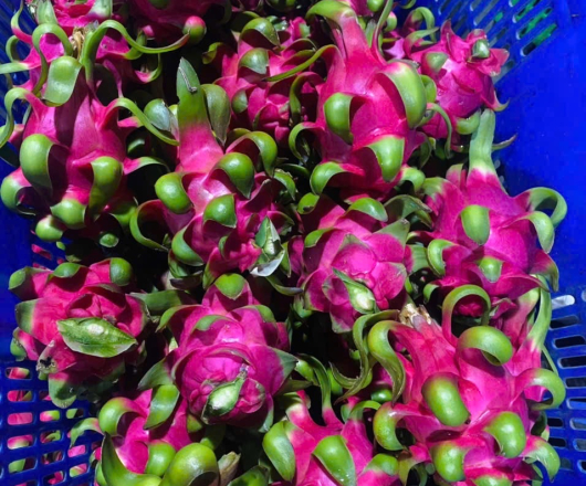 Red dragon fruits