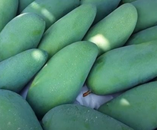 XOÀI XANH ĐÀI LOAN